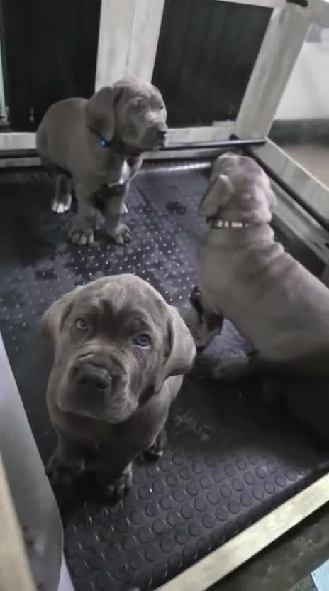 Cane Corso dogs for sale: Female cane corso puppy  in Manchester - Video 1