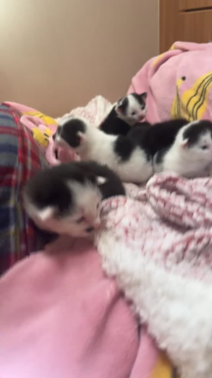 Siamese cats for sale: Little of 5 kittens quarter of Siamese in Dundee - Video 2