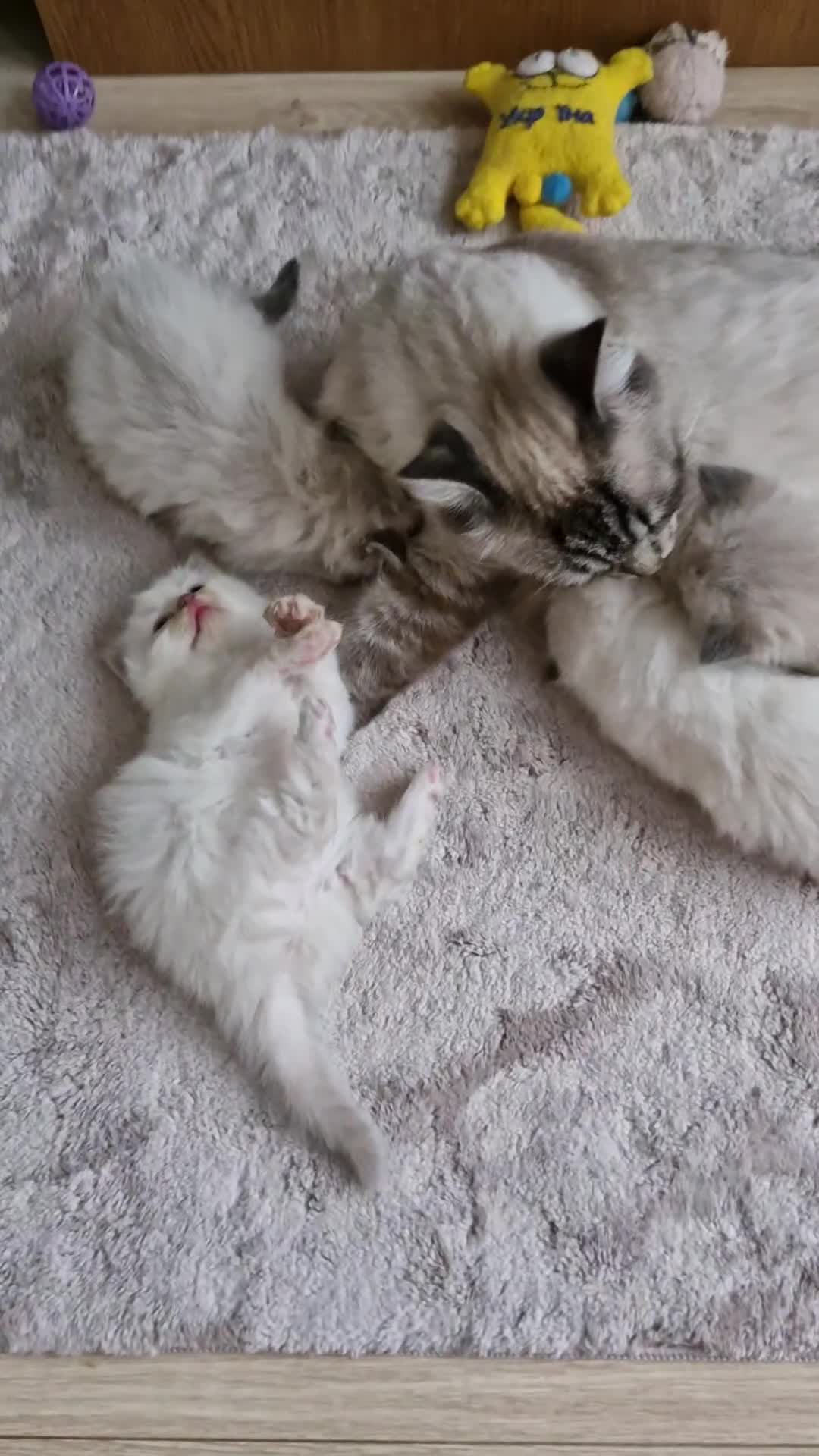 Ragdoll cats for sale: 🐾 Gorgeous Ragdoll Kittens.Ready 22nd December 🐾 - Video 3