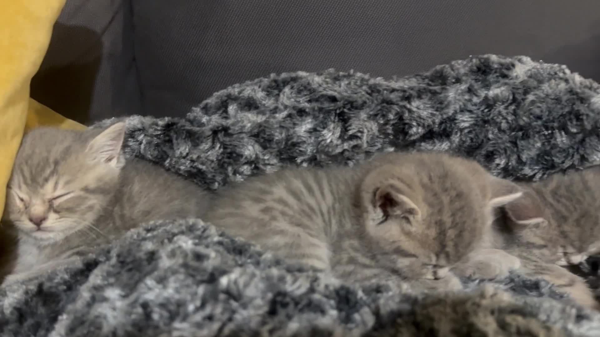 Scottish Fold cats for sale: Beautiful Scottish straight cross British shorts😍 - Video 4