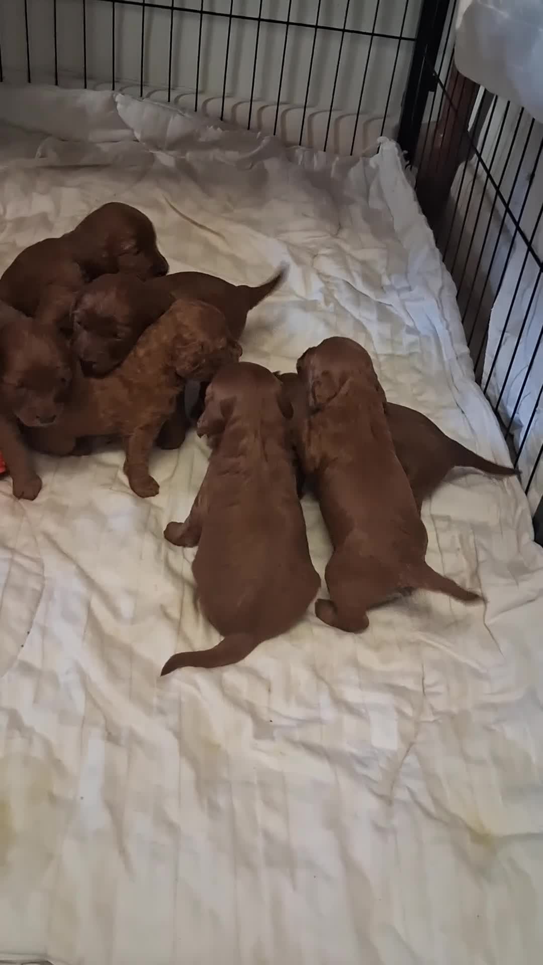 Cockapoo dogs for sale: Lady cockerpoos  - Video 4