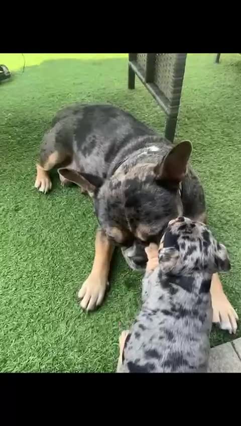 Mixed Breed dogs for sale: French bulldog/pocket bully  - Video 1