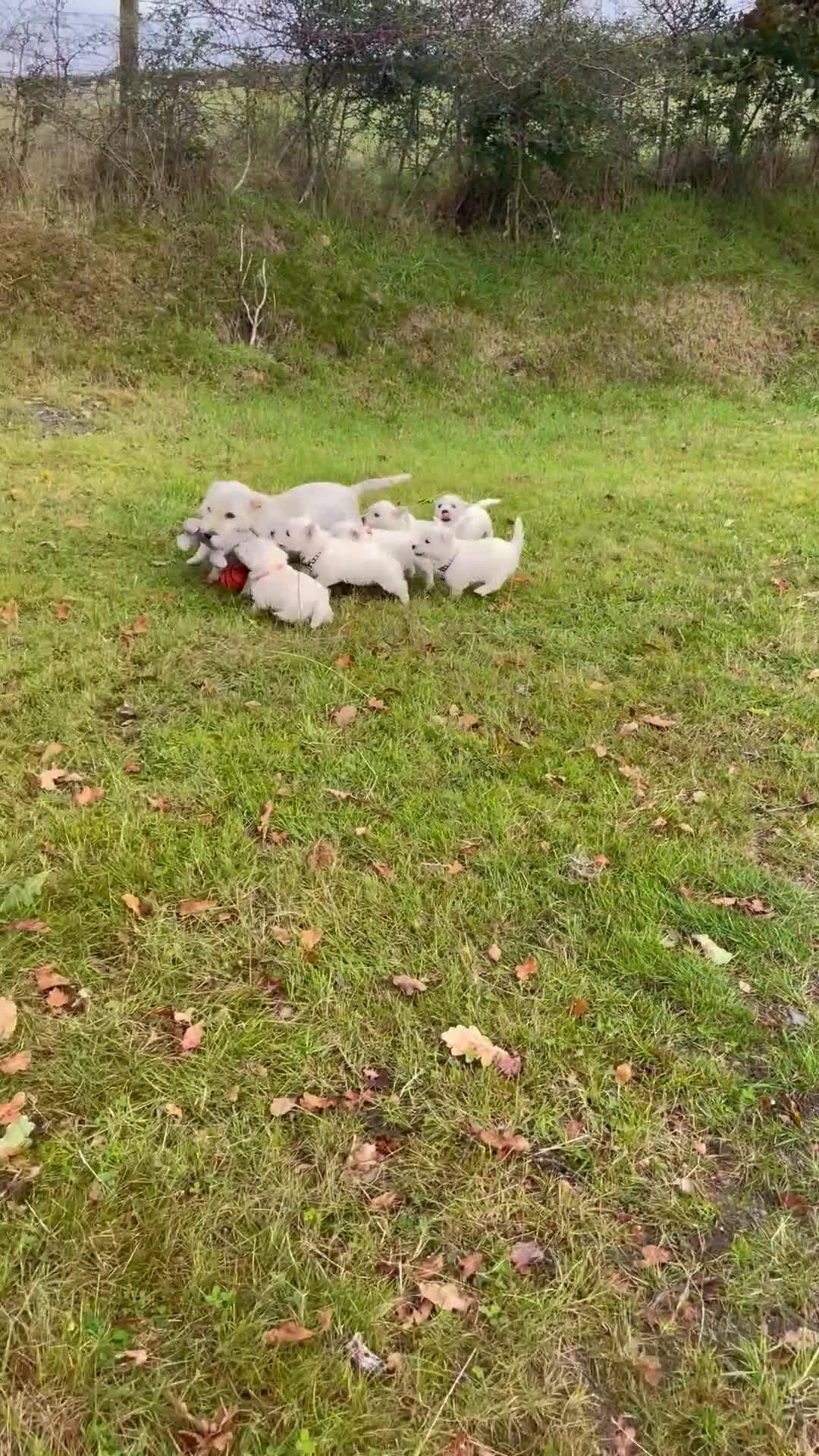 West Highland Terrier dogs for sale: Adorable West Highland Terrier Puppies - Video 1