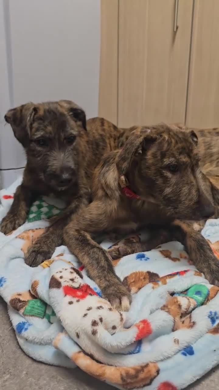 Lurcher dogs for sale: Brindle Lurcher Males ready now  - Video 2