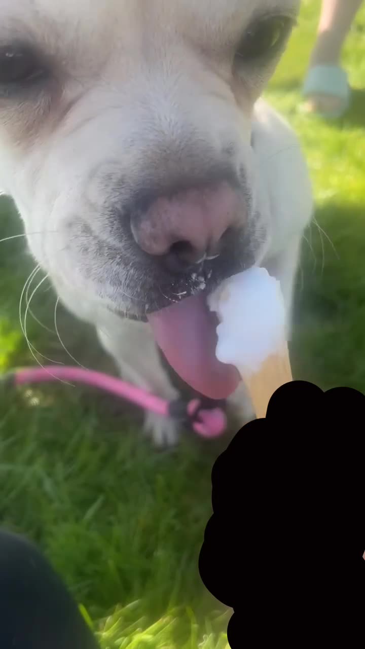 Mixed Breed dogs for sale: Female French cross looking for forever home - Video 4
