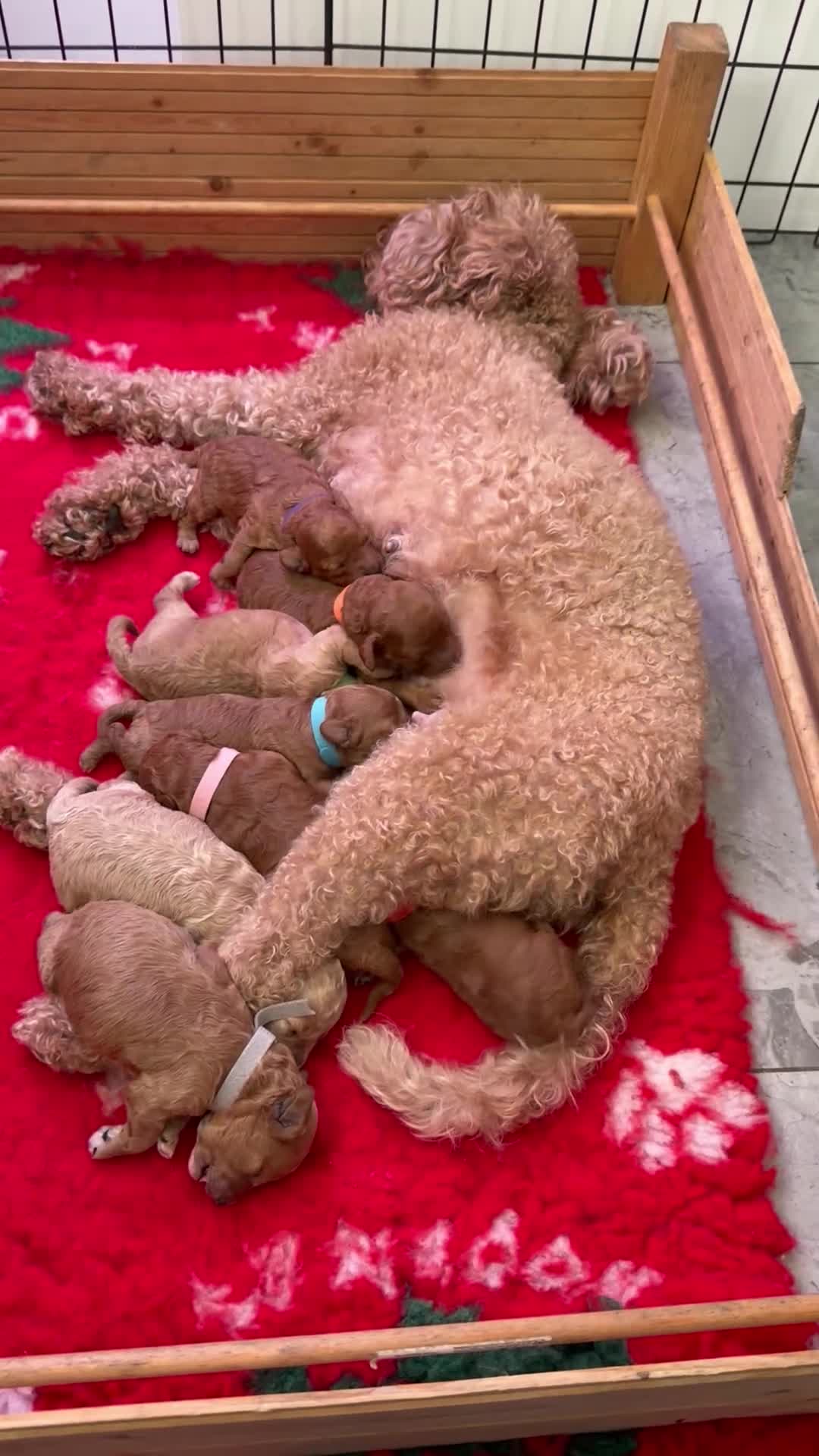 Cavapoo dogs for sale: 8 x cavapoo F1B puppies ready to leave  - Video 1