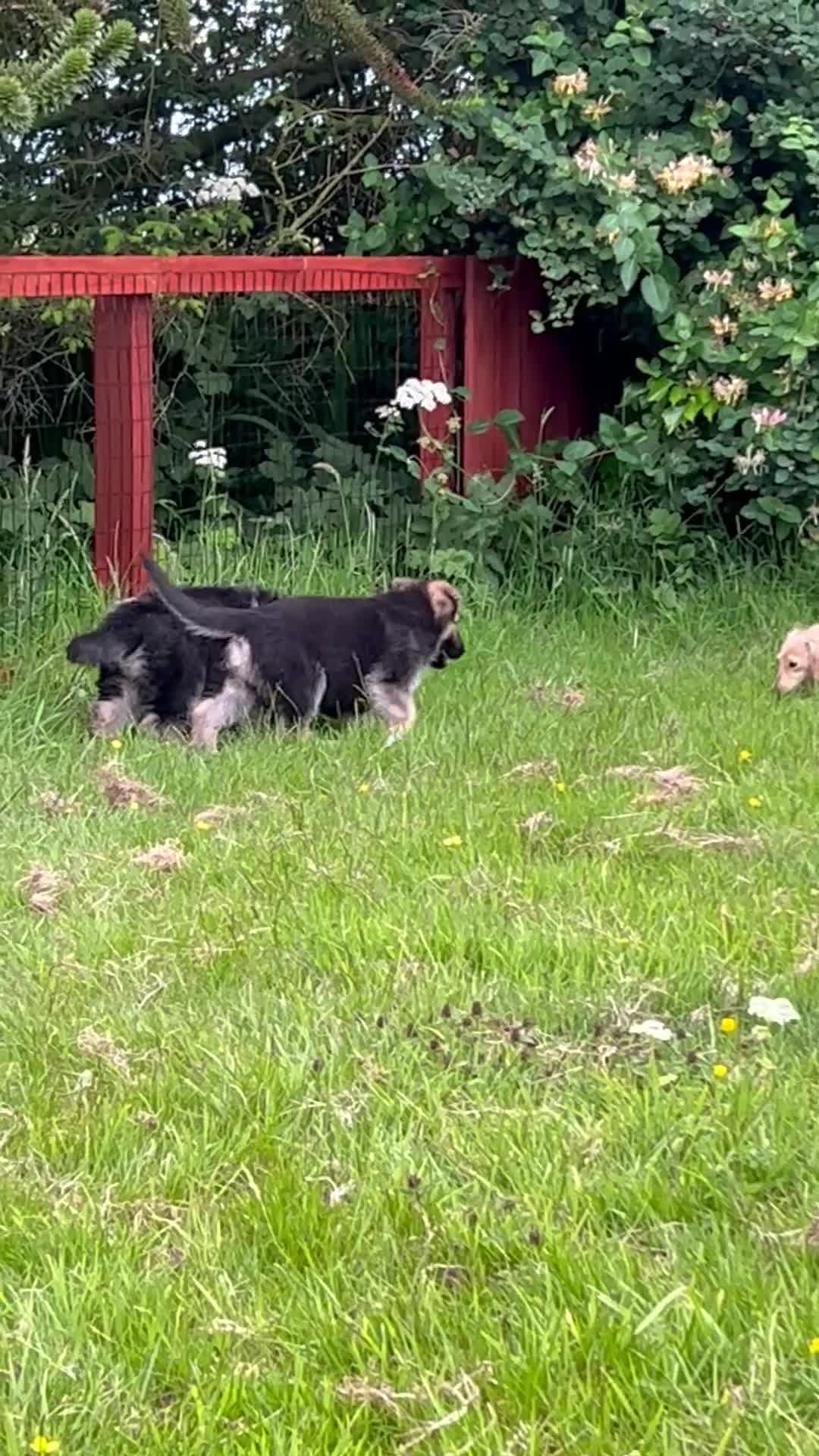German Shepherd dogs for sale: READY NOW! Gorgeous long & med coat GSD Puppies  - Video 1