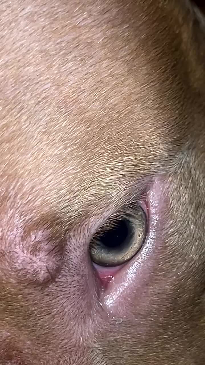 Staffordshire Bull Terrier dogs for sale: Puppy for sale 7 months  - Video 1