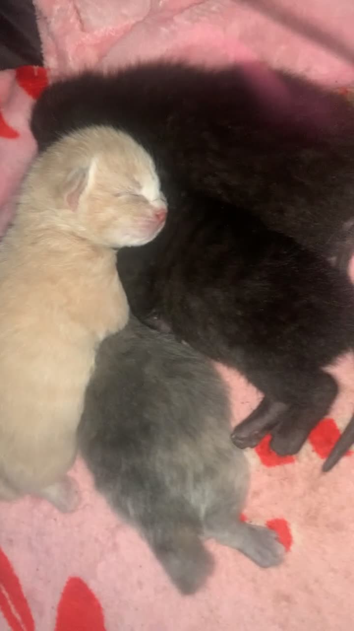 Russian Blue cats for sale: Litter of 4 mixed kittens  - Video 1