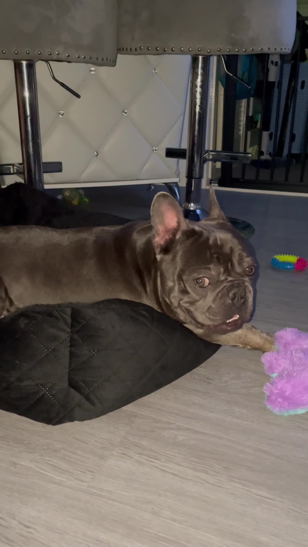 French Bulldog dogs for stud: Our gorgeous boy Crusoe is ready for stud - Video 1