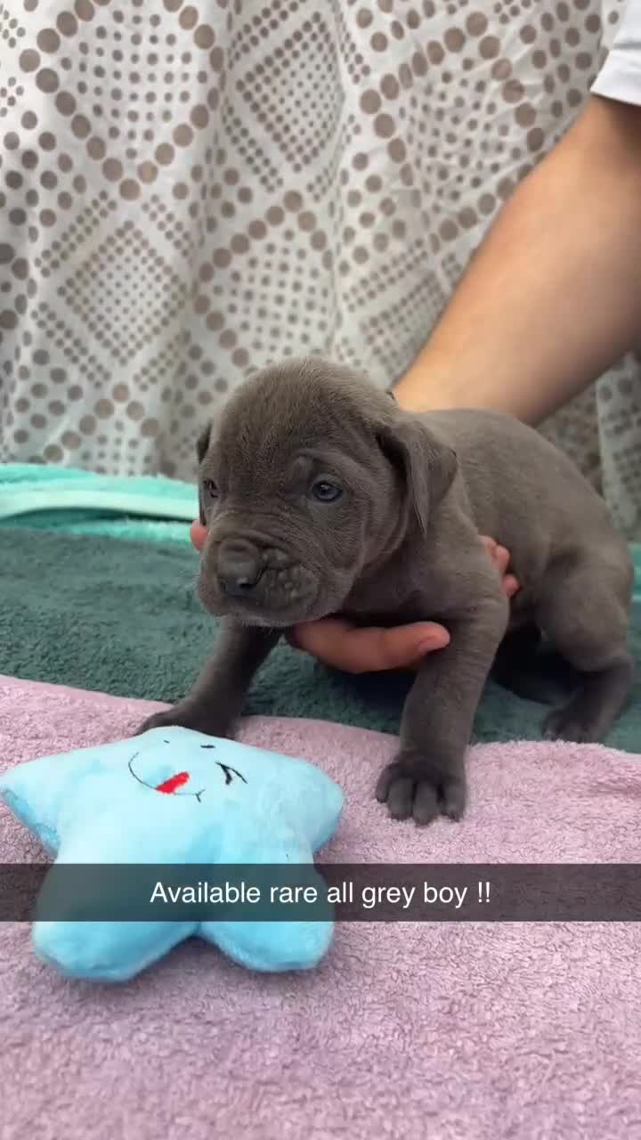 Cane Corso dogs for sale: Cane Corso first litter of puppies !! - Video 1