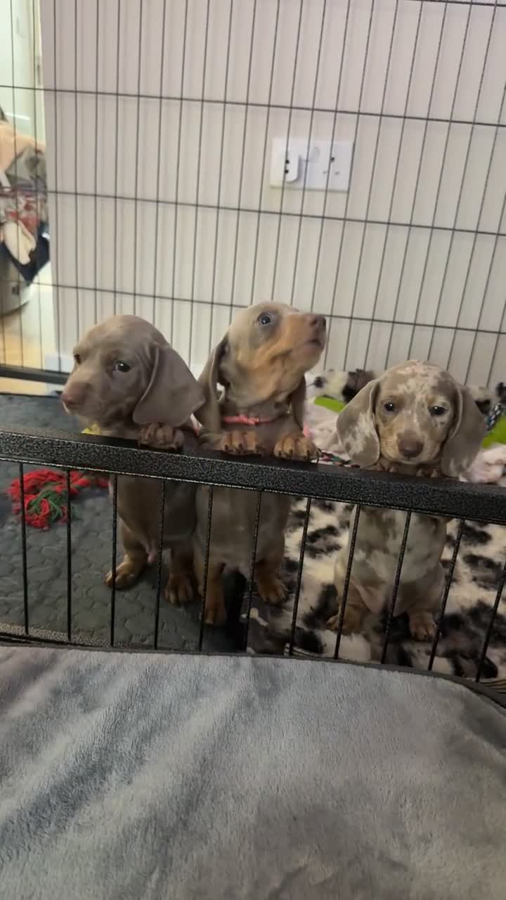 Miniature Dachshund dogs for sale: miniature daschunds puppies  - Video 1