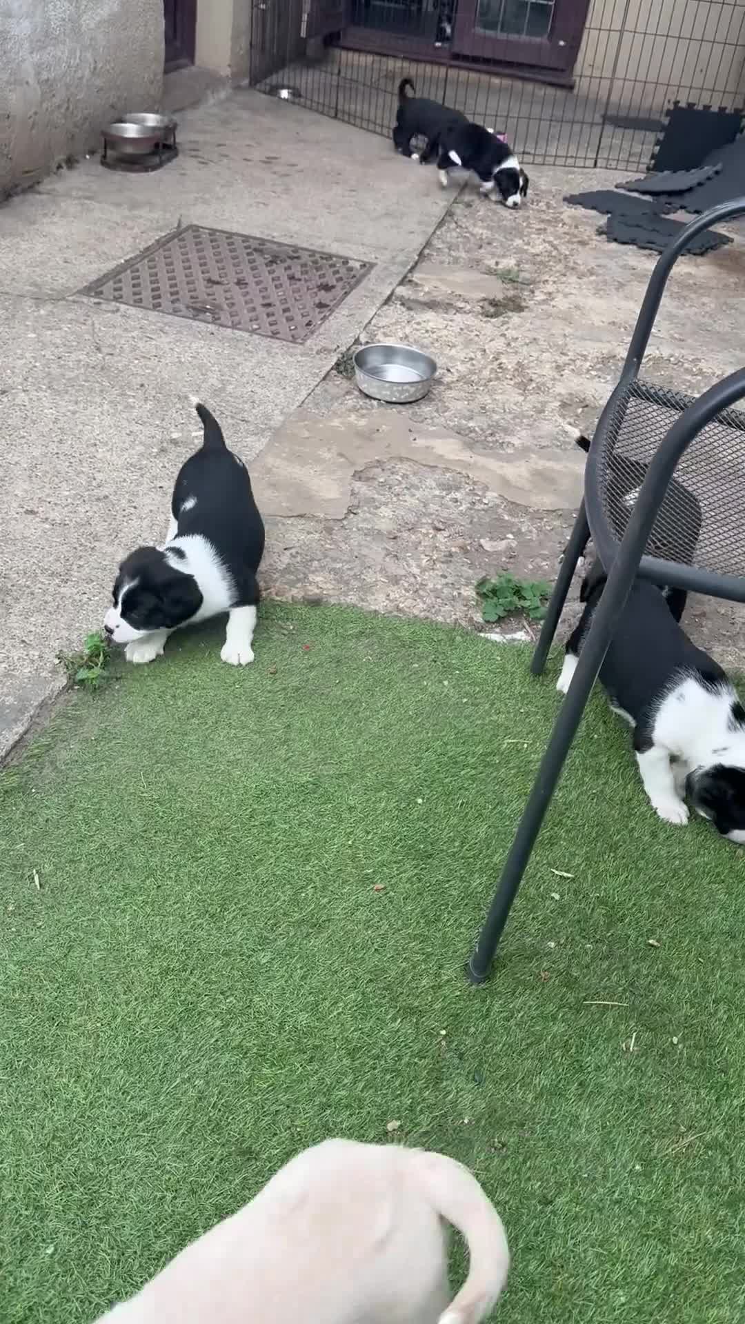 Cockerdor dogs for sale: Ready tomorrow, 4 pups left  - Video 3