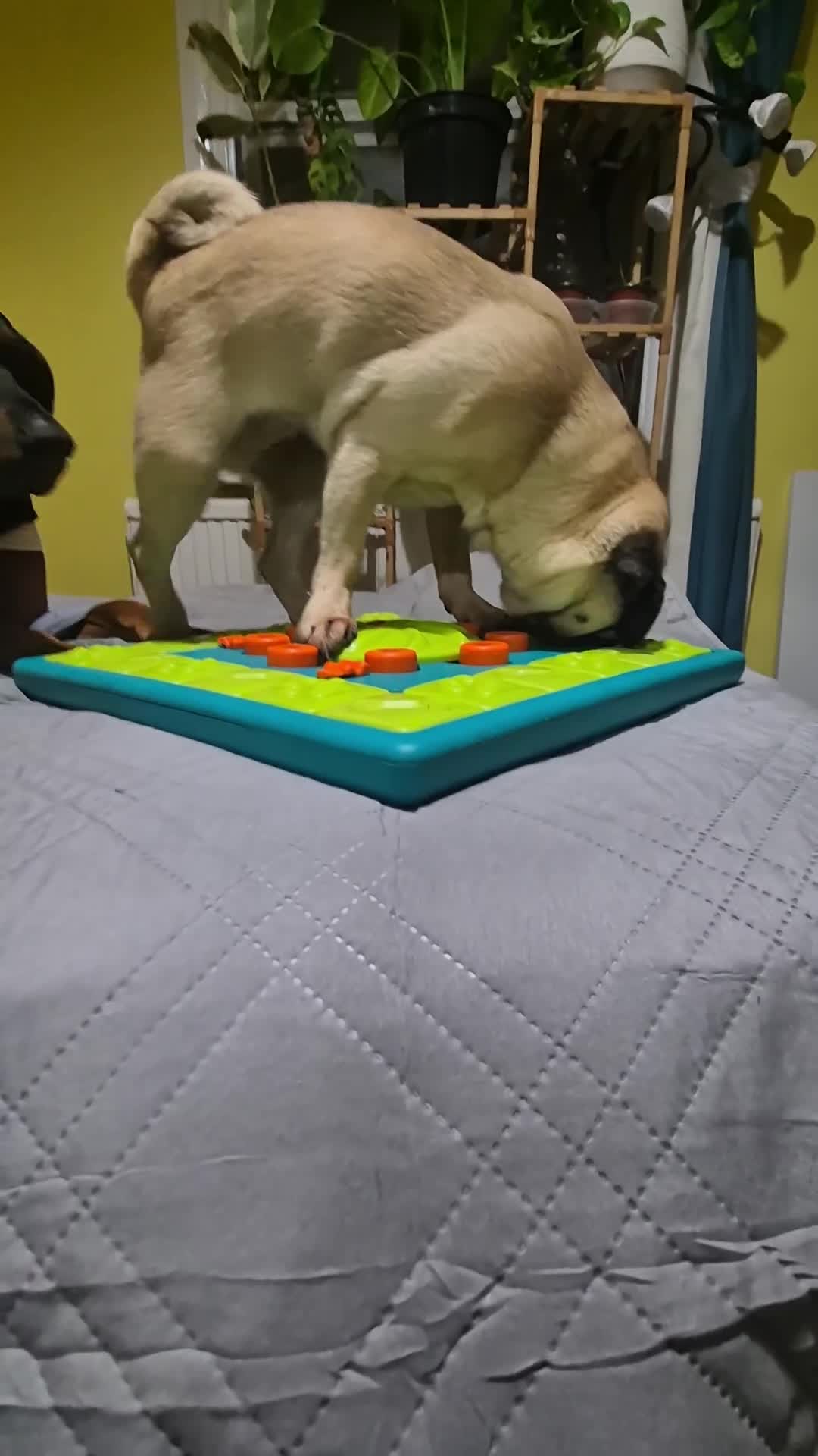 Pug dogs for sale: Sophie the pug needs a retirement home!  - Video 1