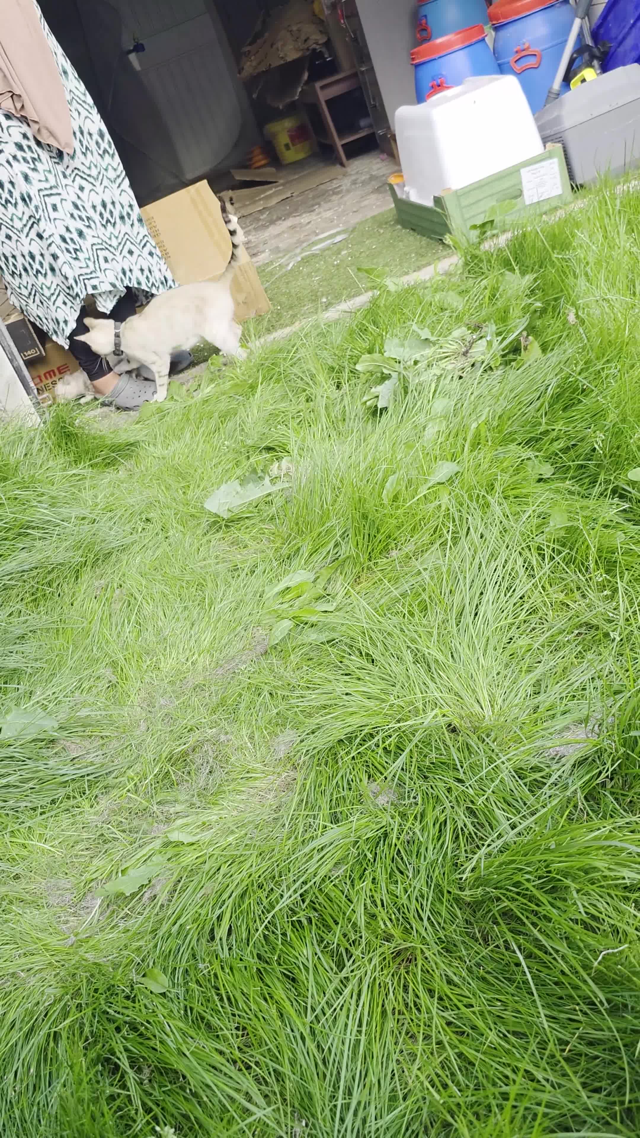 Bengal cats for sale: Pure Snow bengal  - Video 1