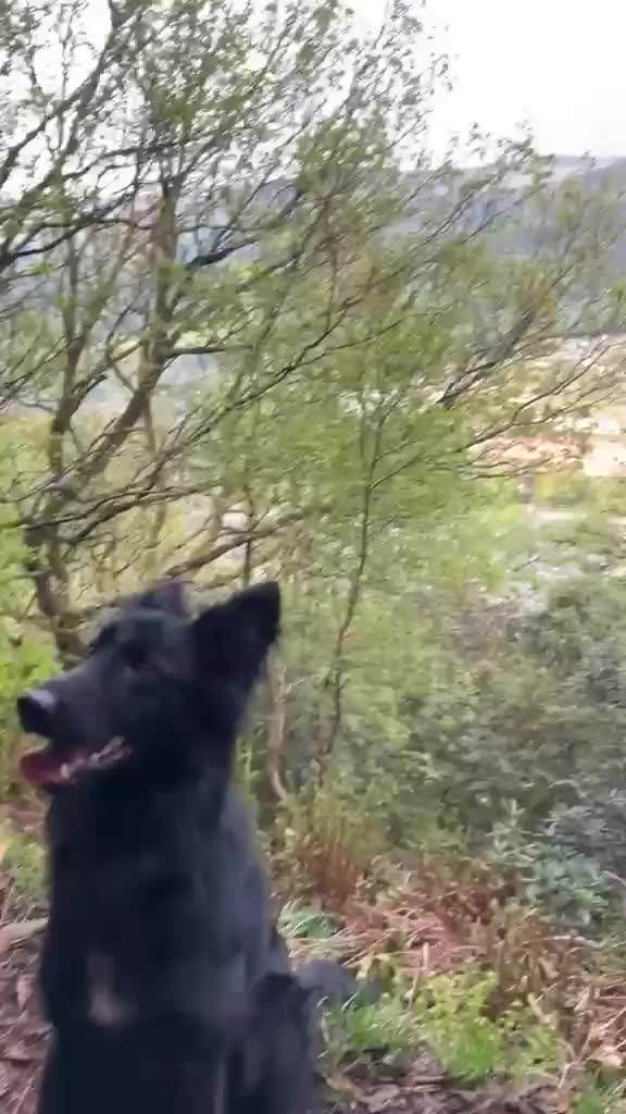 German Shepherd dogs for sale: Black German Shepard 1 year old  in Littleborough - Video 1