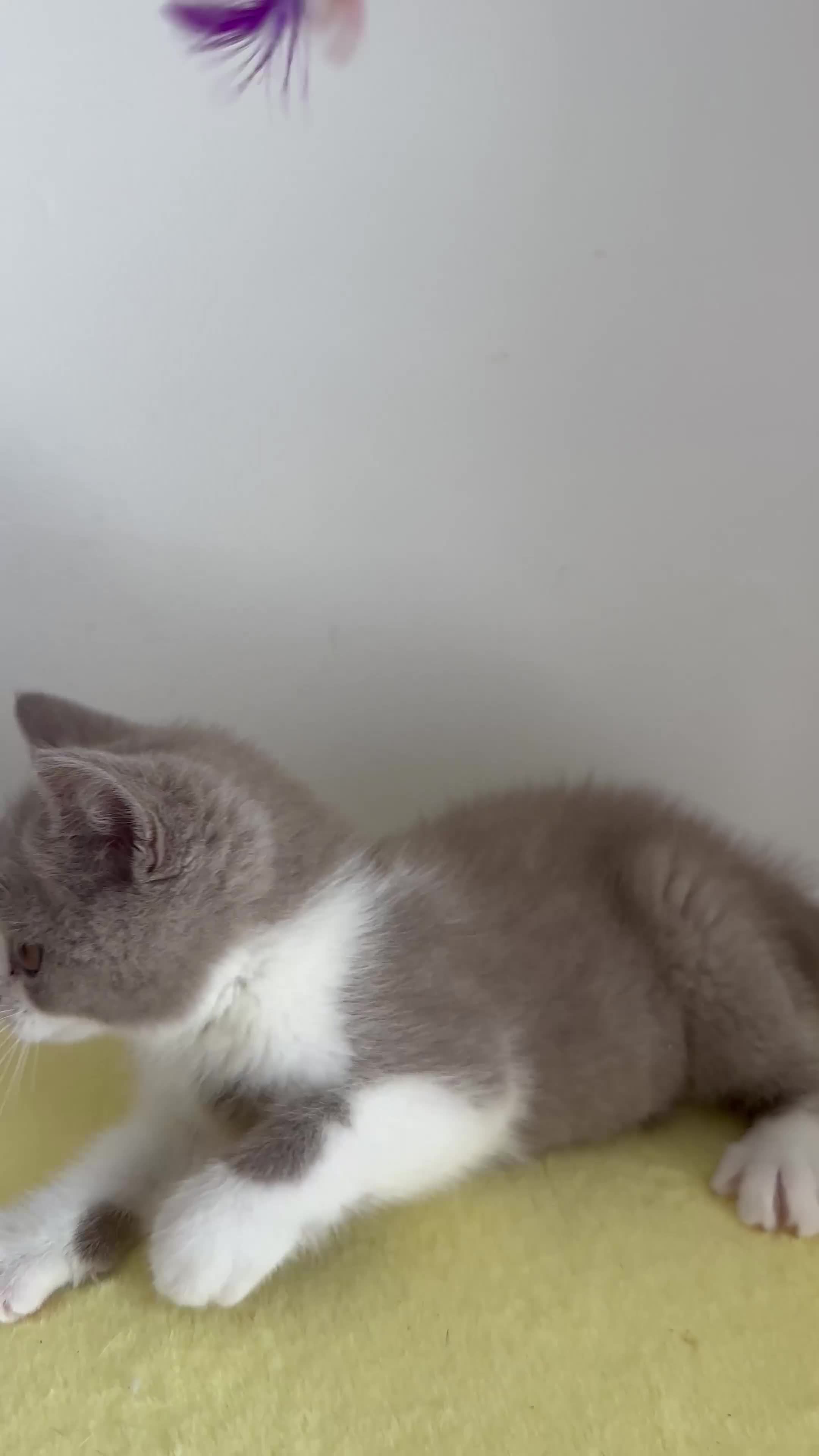 British Shorthair cats for sale: 🧸 British Short hair TICA REG Last 2 REDUCED 🧸 - Video 1