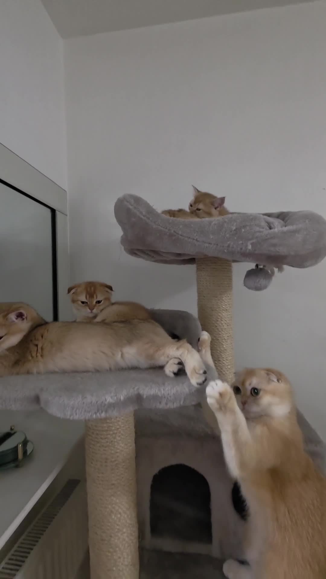 Scottish Fold cats for sale: Scottish fold Golden chinchilla  - Video 3