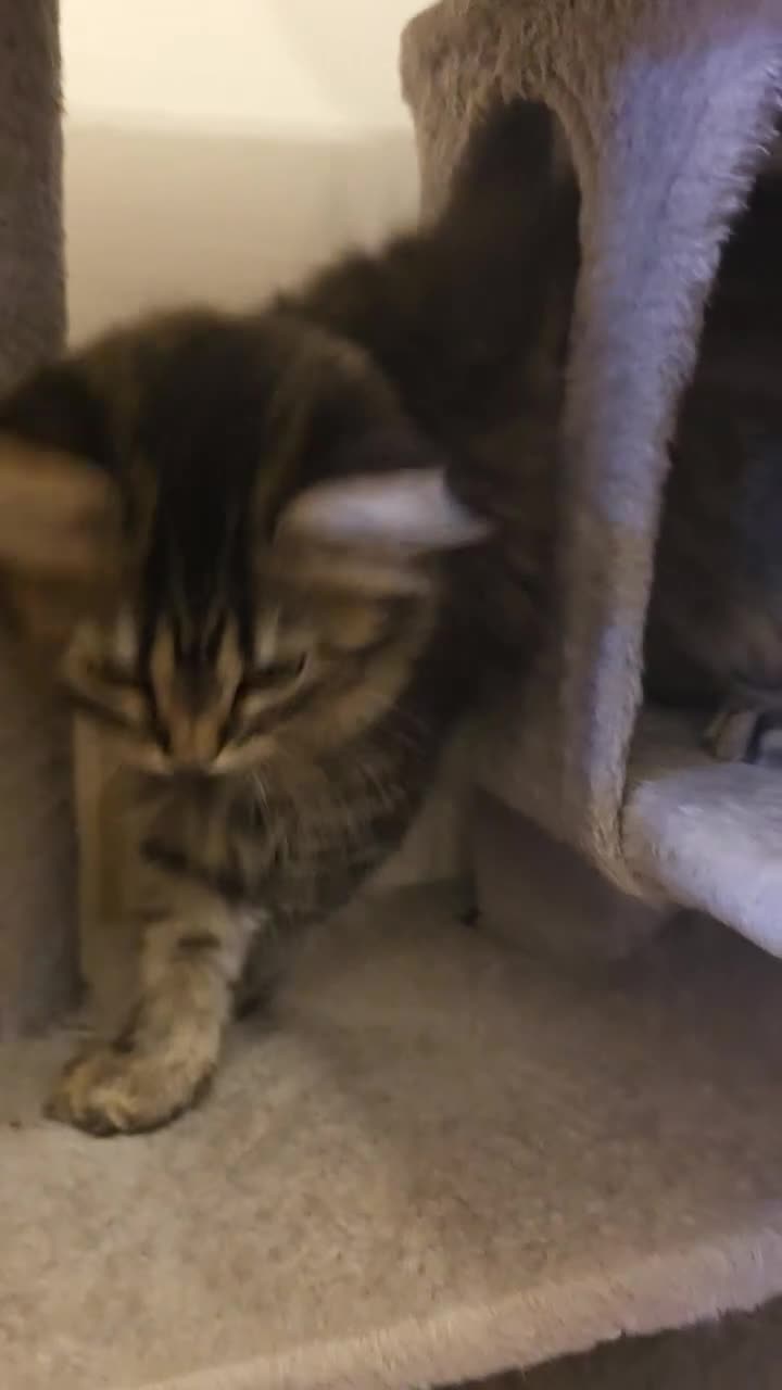 Persian cats for sale: Beautiful dollface persian chinchilla kittens  - Video 2