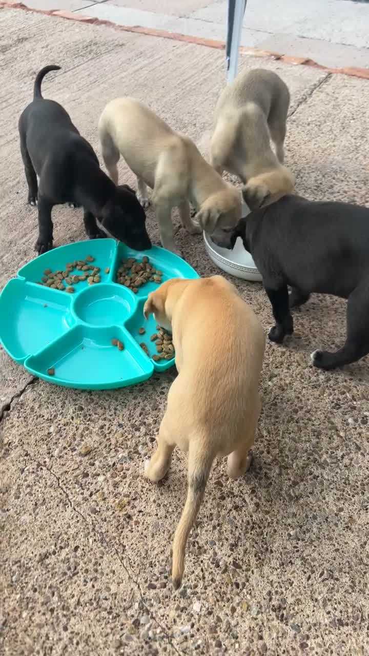 Whippet dogs for sale: 3 Whippets available from 10/09/25 - Video 3
