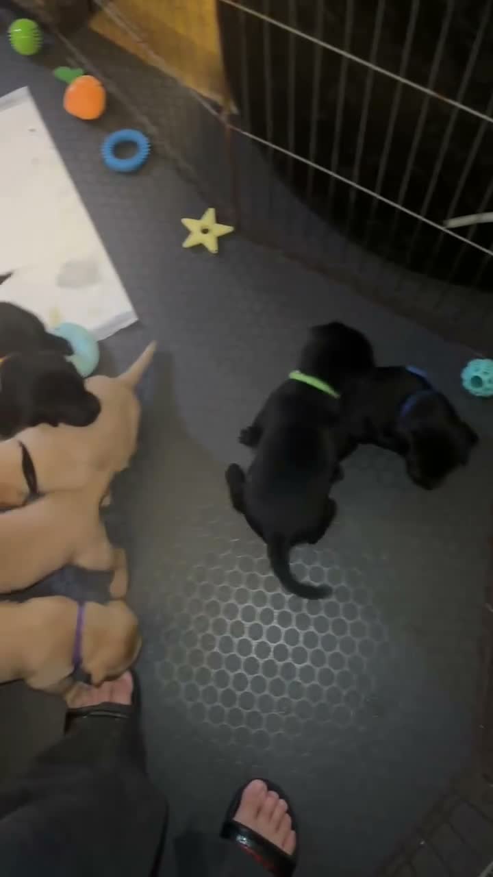 Labrador Retriever dogs for sale: Beautiful Black and golden Labrador puppies - Video 1