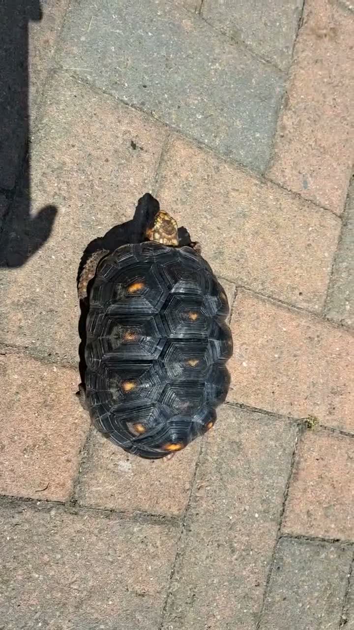 Tortoise reptiles for sale: CB23 RED FOOT TORTOISE IN VIV - Video 1