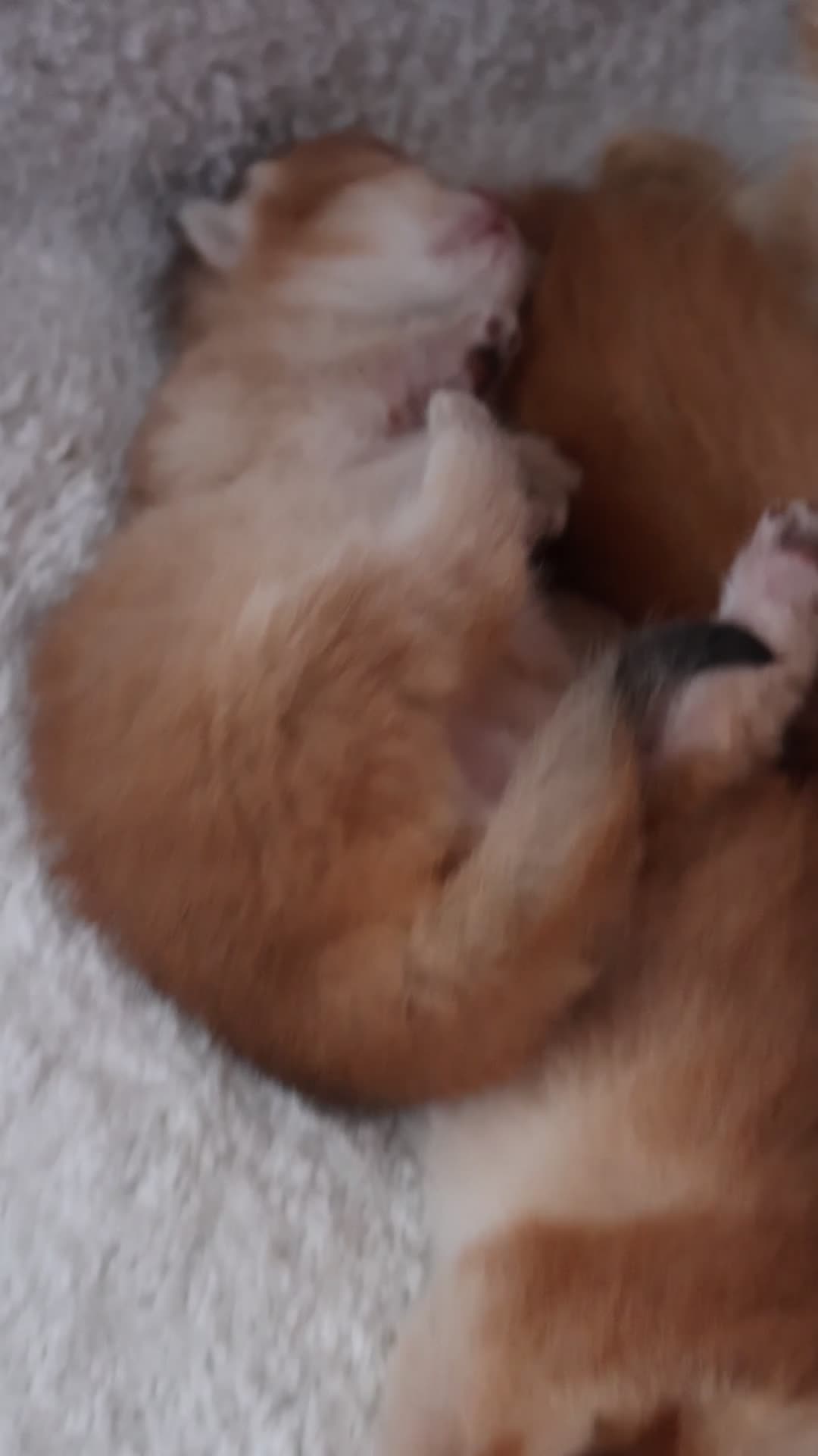 British Shorthair cats for sale: ✨Golden British shorthair babies ,ready in April ✨ in Upminster - Video 1