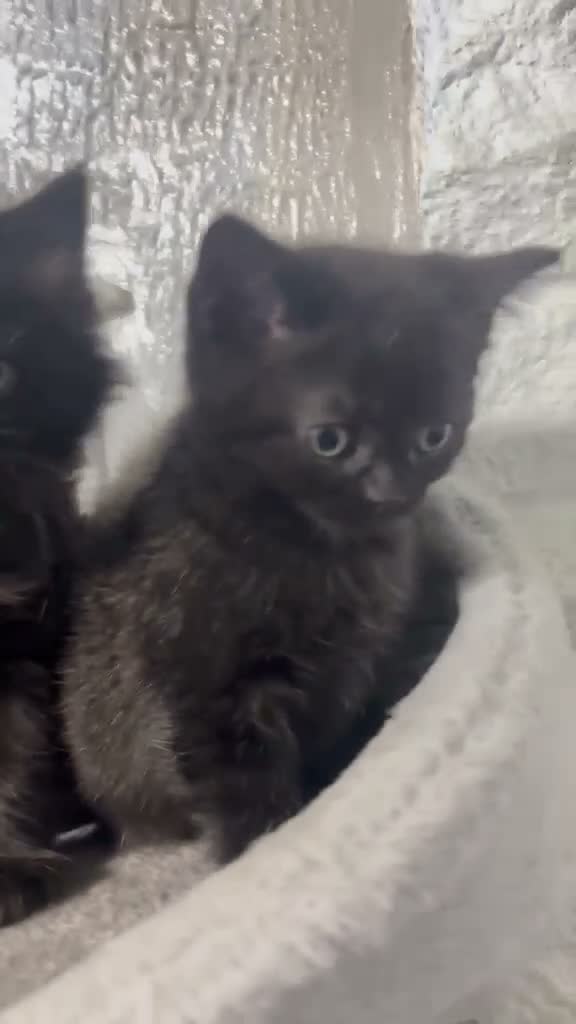 British Shorthair cats for sale: Absolutely stunning half BSH kittens - Video 2