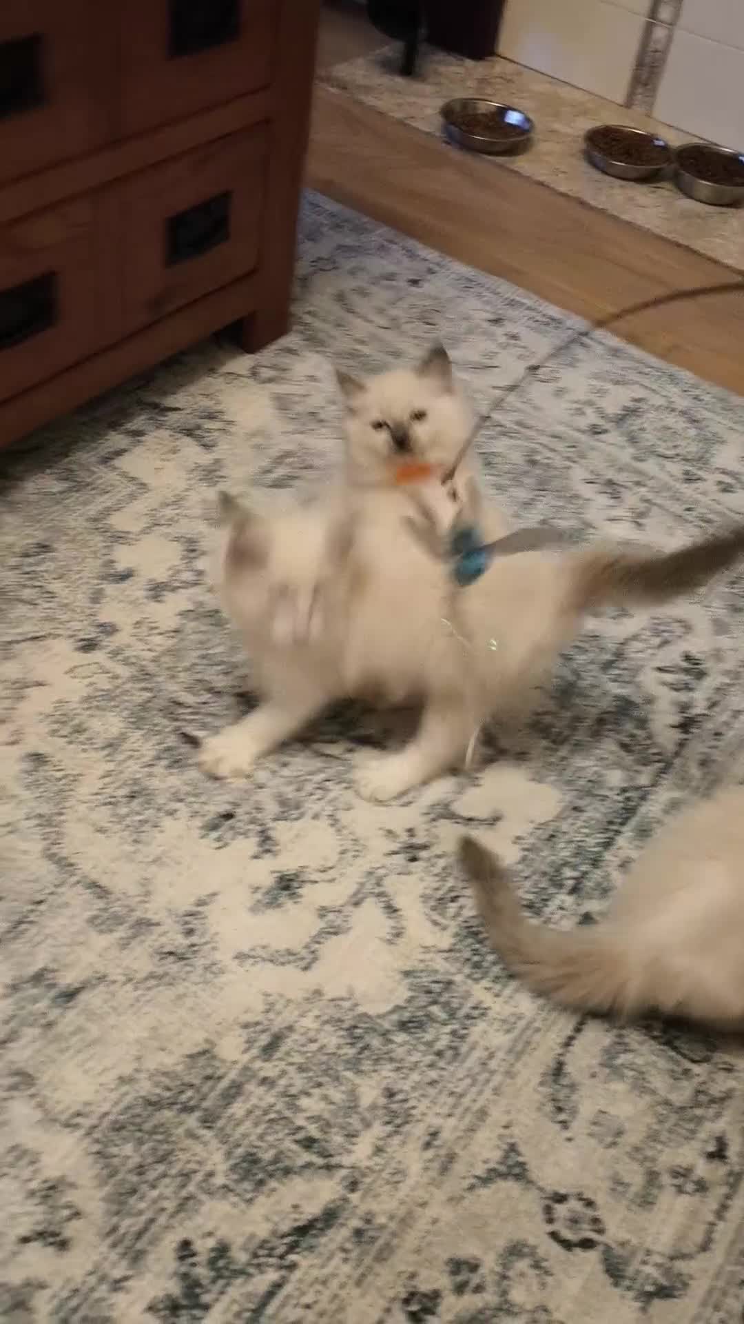 Ragdoll cats for sale: Beautiful Ragdoll Kittens GCCF registered  - Video 2