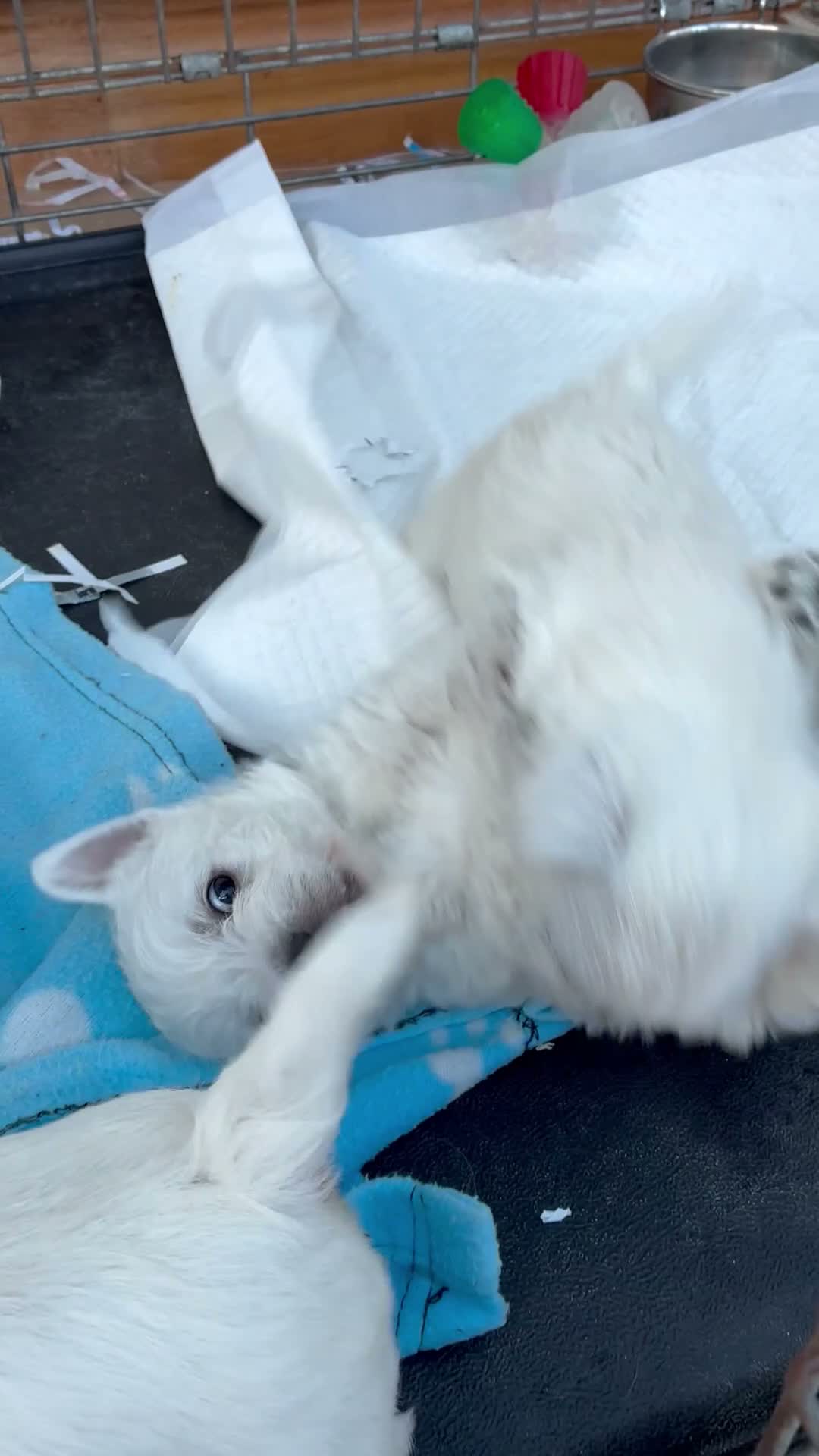 West Highland Terrier dogs for sale: West Highland Terriers  - Video 1