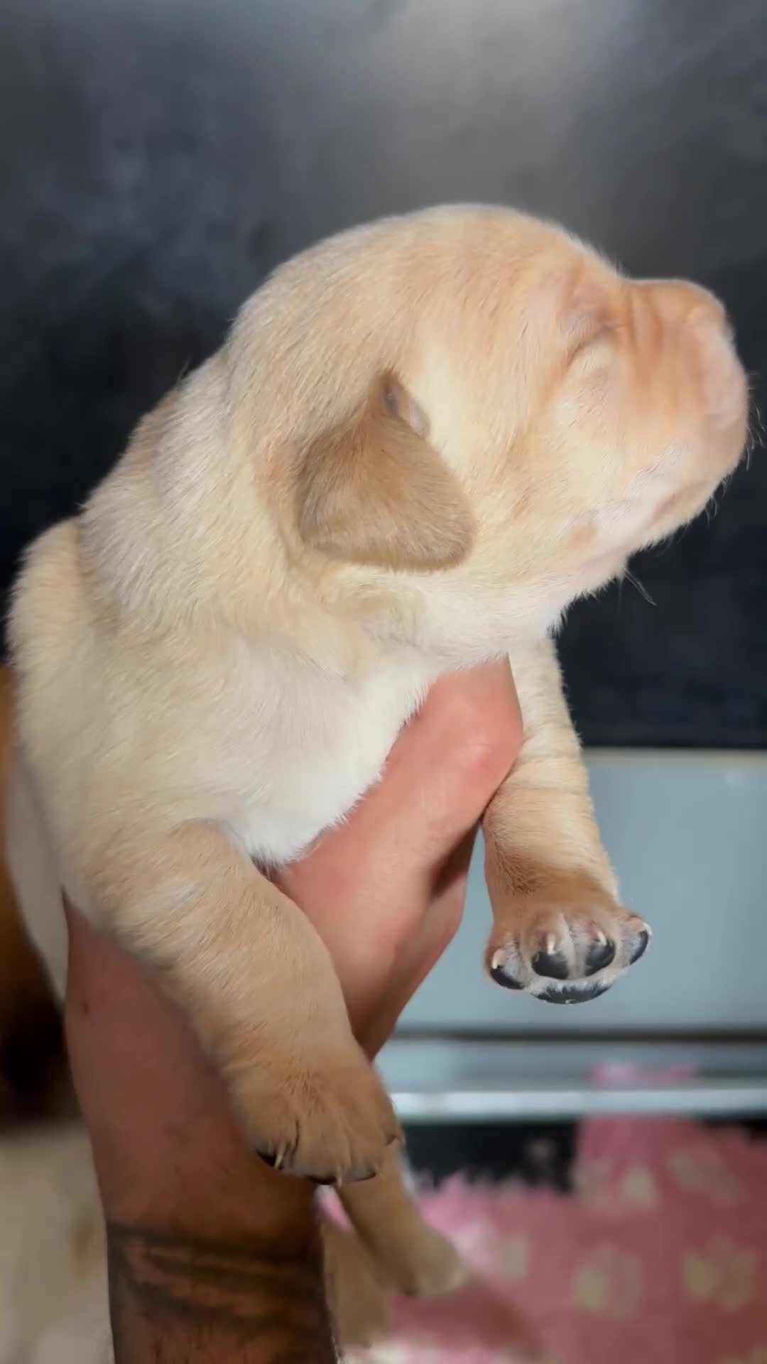 Labrador Retriever dogs for sale: KC Registered Working Labrador Retriever Puppies - Video 2