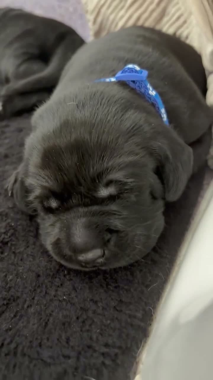 Labrador Retriever dogs for sale: Labrador puppies - Video 2