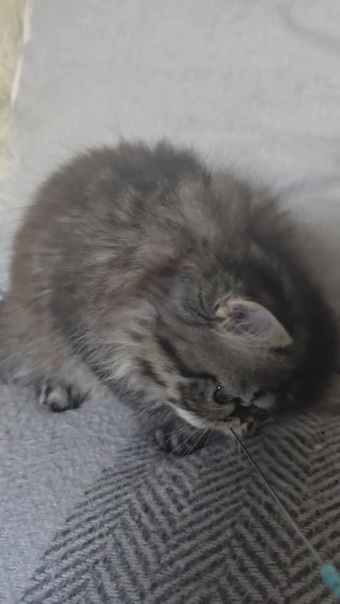 Persian cats for sale: Beautiful  persian kitten.  - Video 1