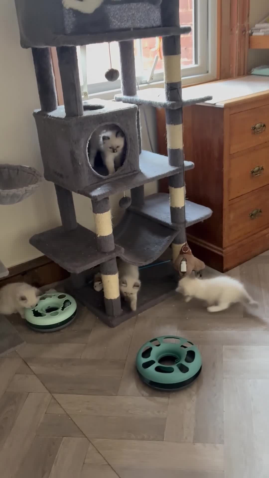 Ragdoll cats for sale: One gorgeous boy,  Luxury pedigree. - Video 4