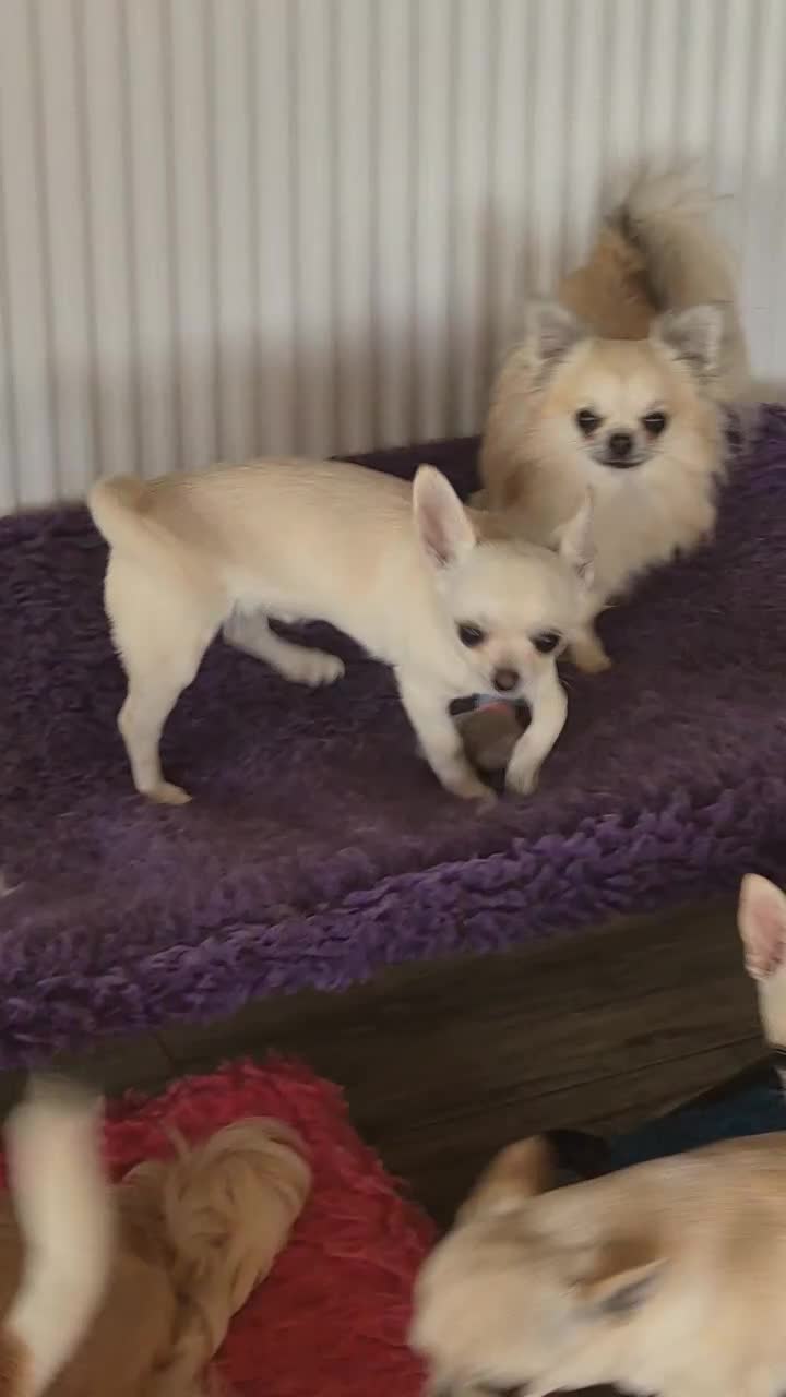 Chihuahua dogs for sale: KC registered 10 month ago smooth dog puppy  - Video 1
