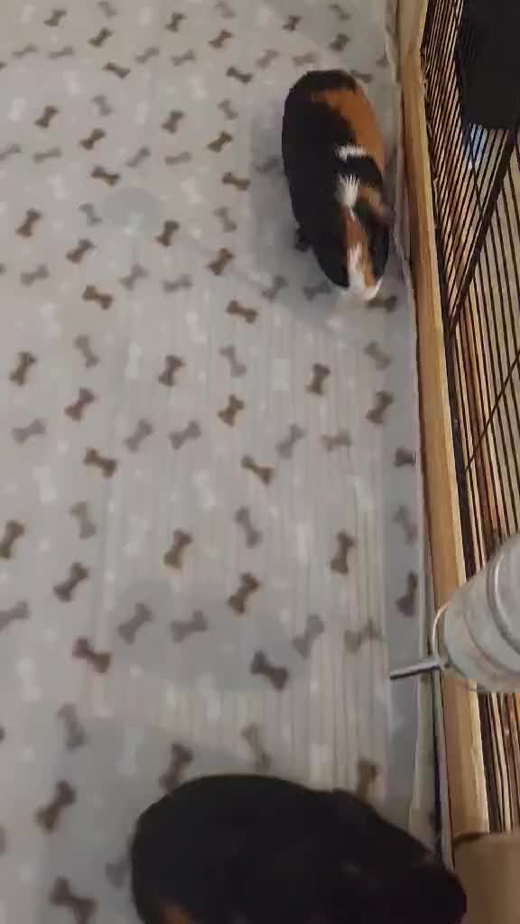 Guinea Pig rodents for sale: Adorable Guinea Pigs Looking for loving Home in Welwyn Garden City - Video 3