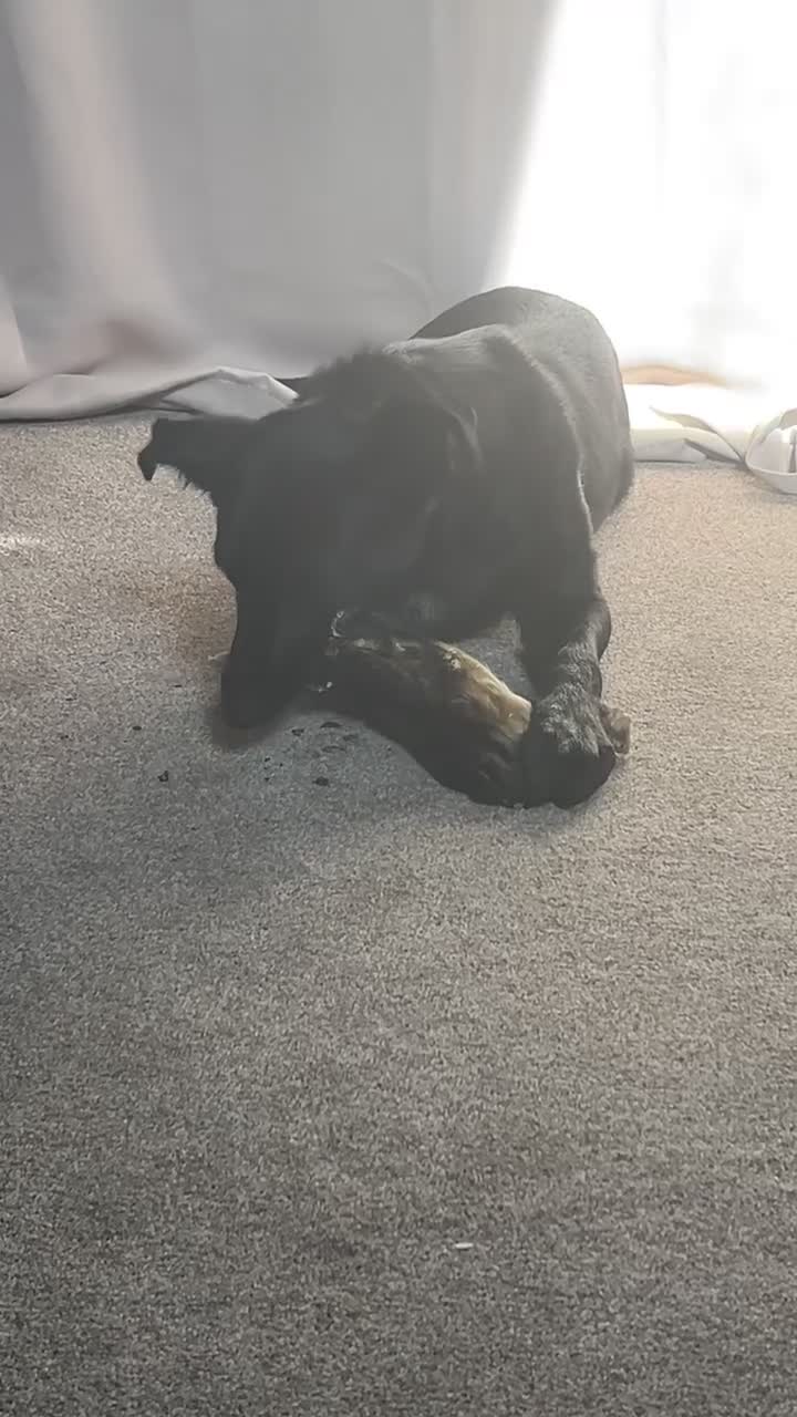Mixed Breed dogs for sale: Failed farm dog looking for a new home - Video 2