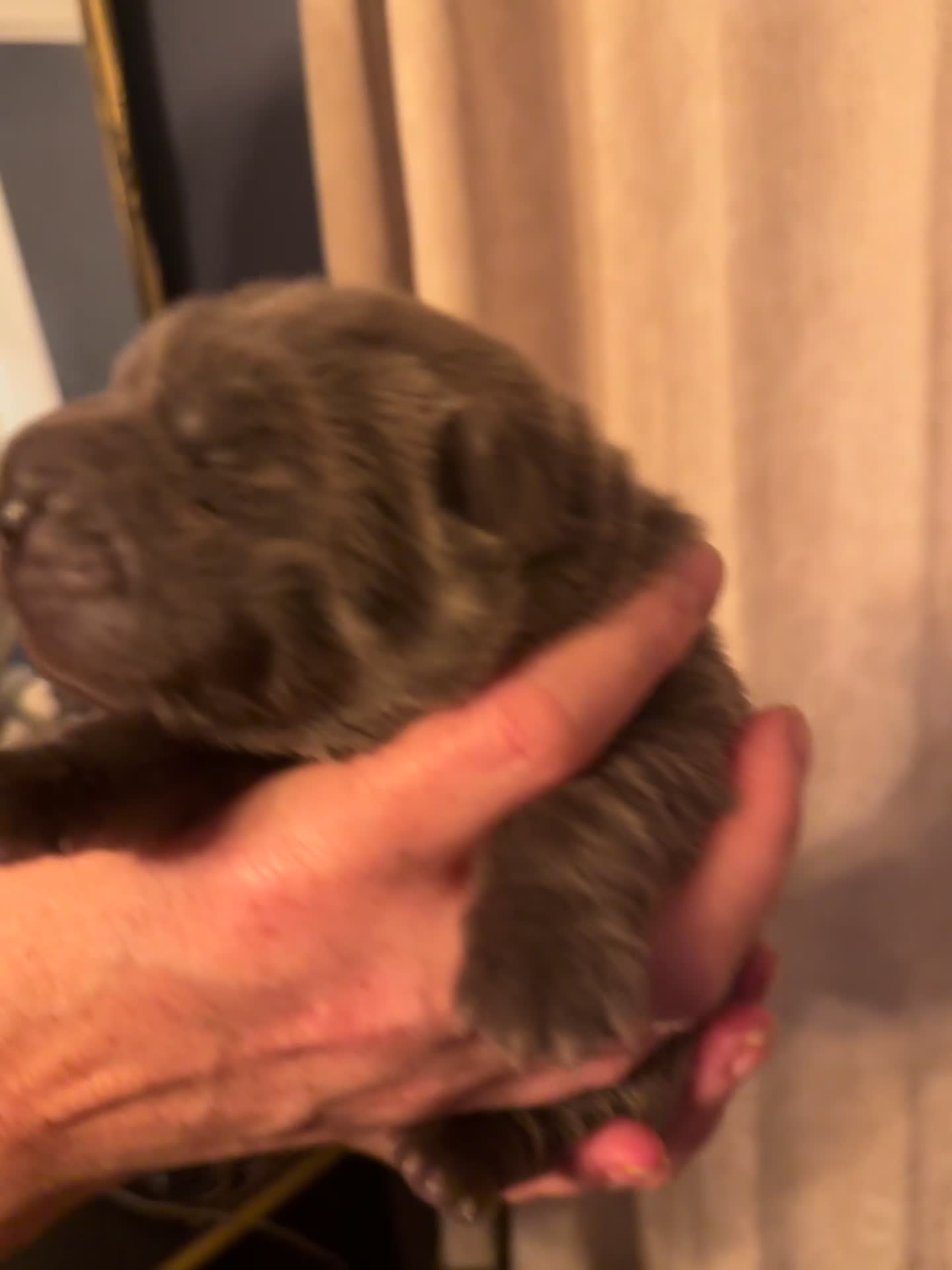Shar Pei dogs for sale: Gorgeous bears  - Video 3