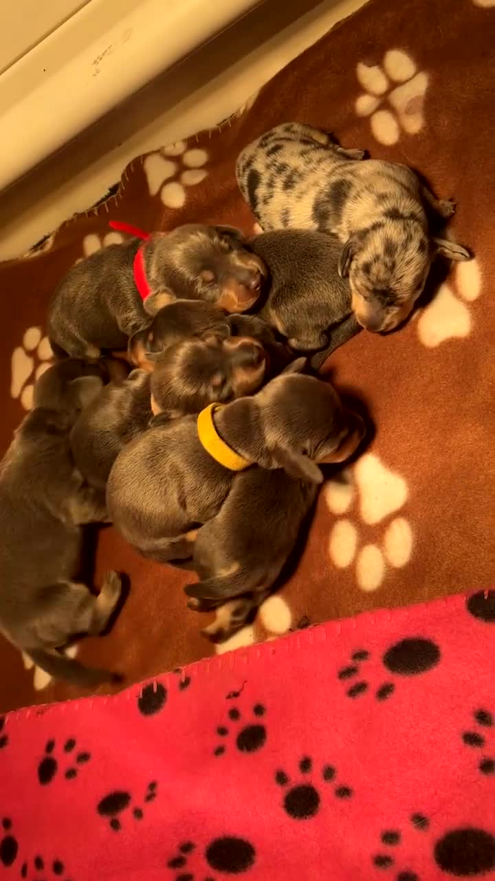 Miniature Dachshund dogs for sale: Blue & Tan Miniature Dachshund  - Video 5