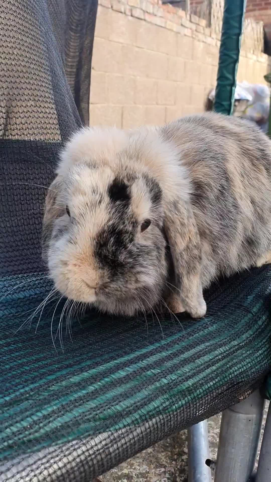 Mini Lop rabbits for sale: Pure breed mini lops male and female  - Video 1