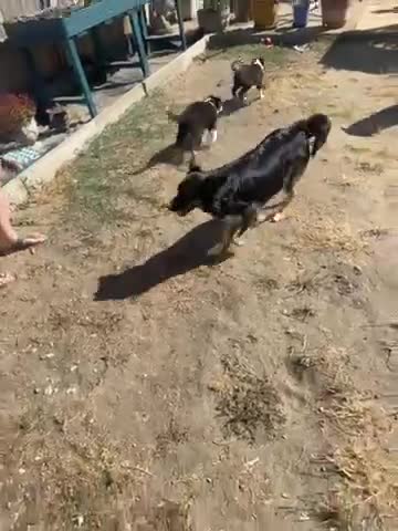 Mixed Breed dogs for sale: 2 male border collie pups ready to go now - Video 1