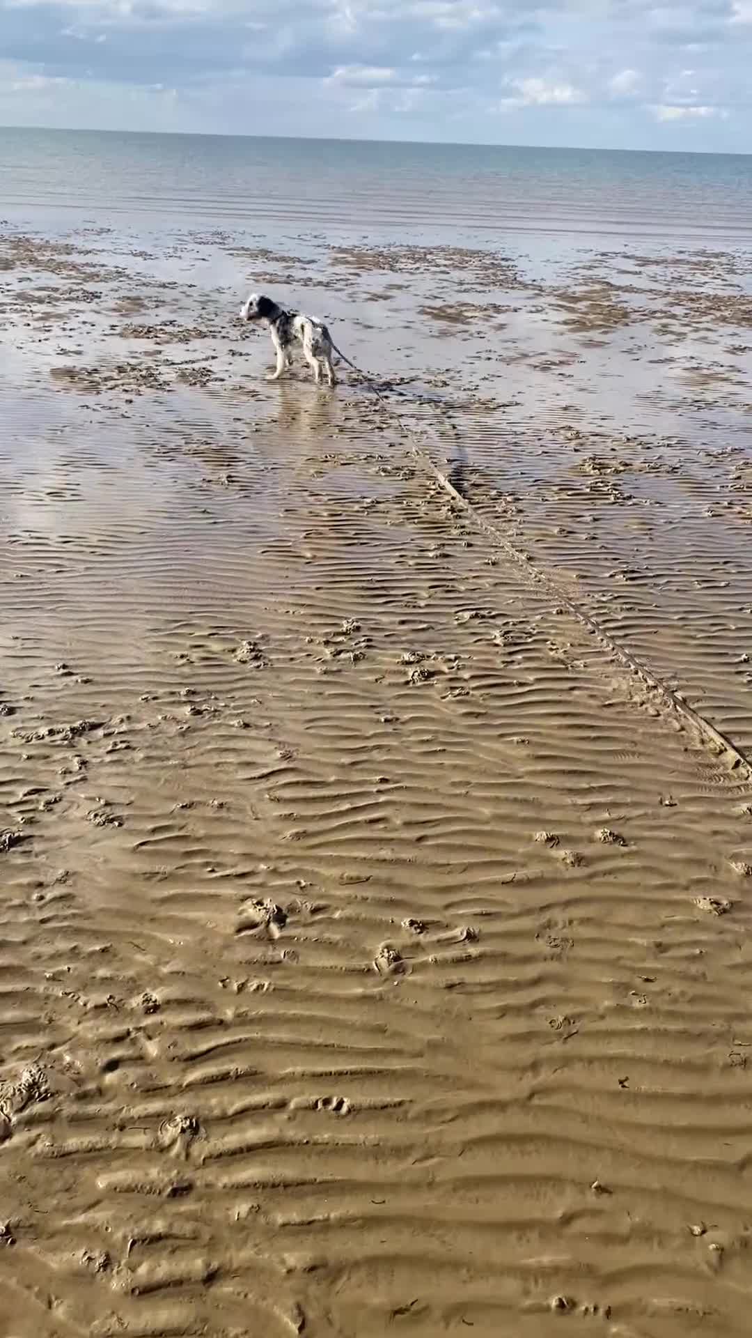 Cockapoo dogs for sale: Loving Home Wanted for Monty – 20 Month Cockapoo - Video 1