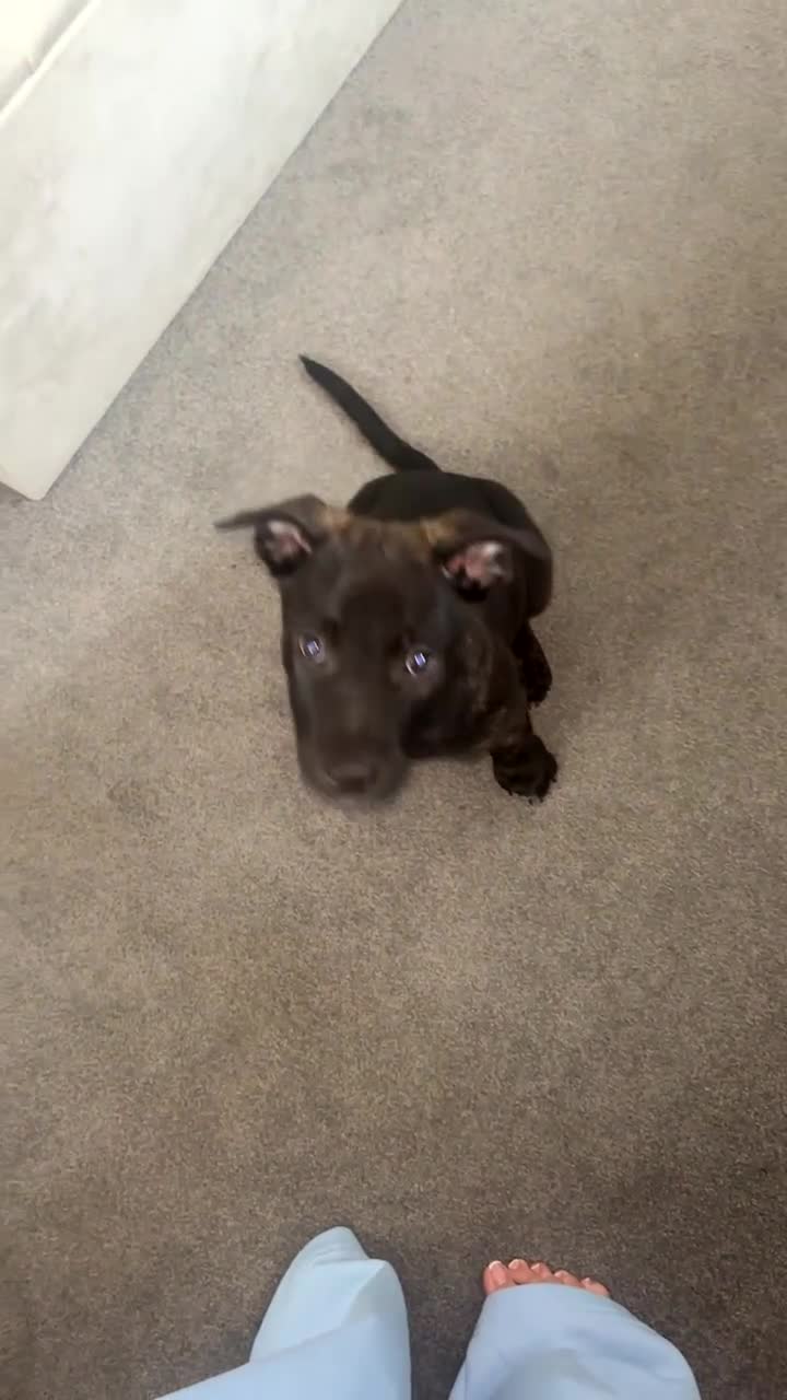 Mixed Breed dogs for sale: Bullherder - Video 1