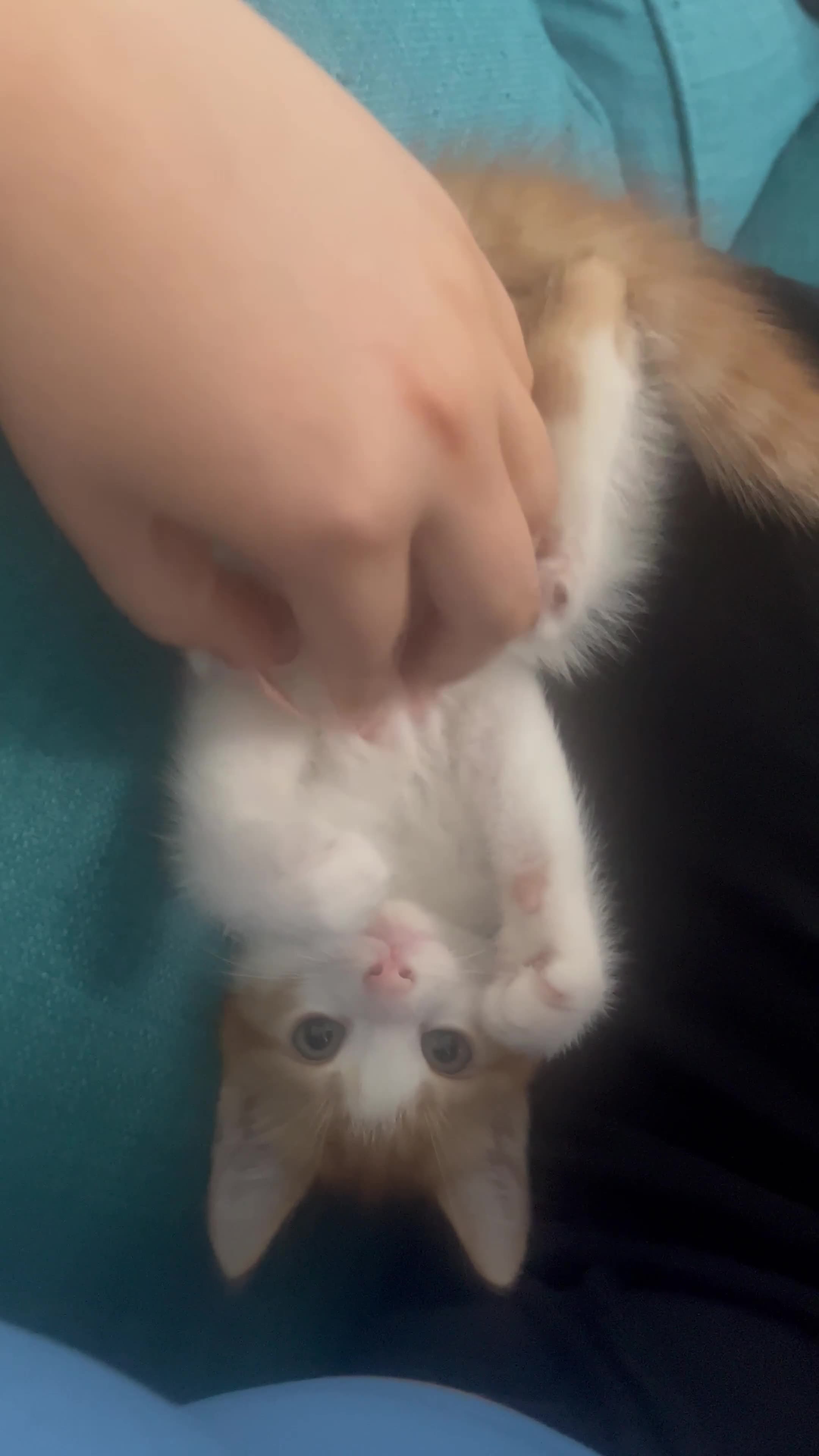 American Shorthair cats for sale: Beautiful Kittens ready to leave  - Video 1
