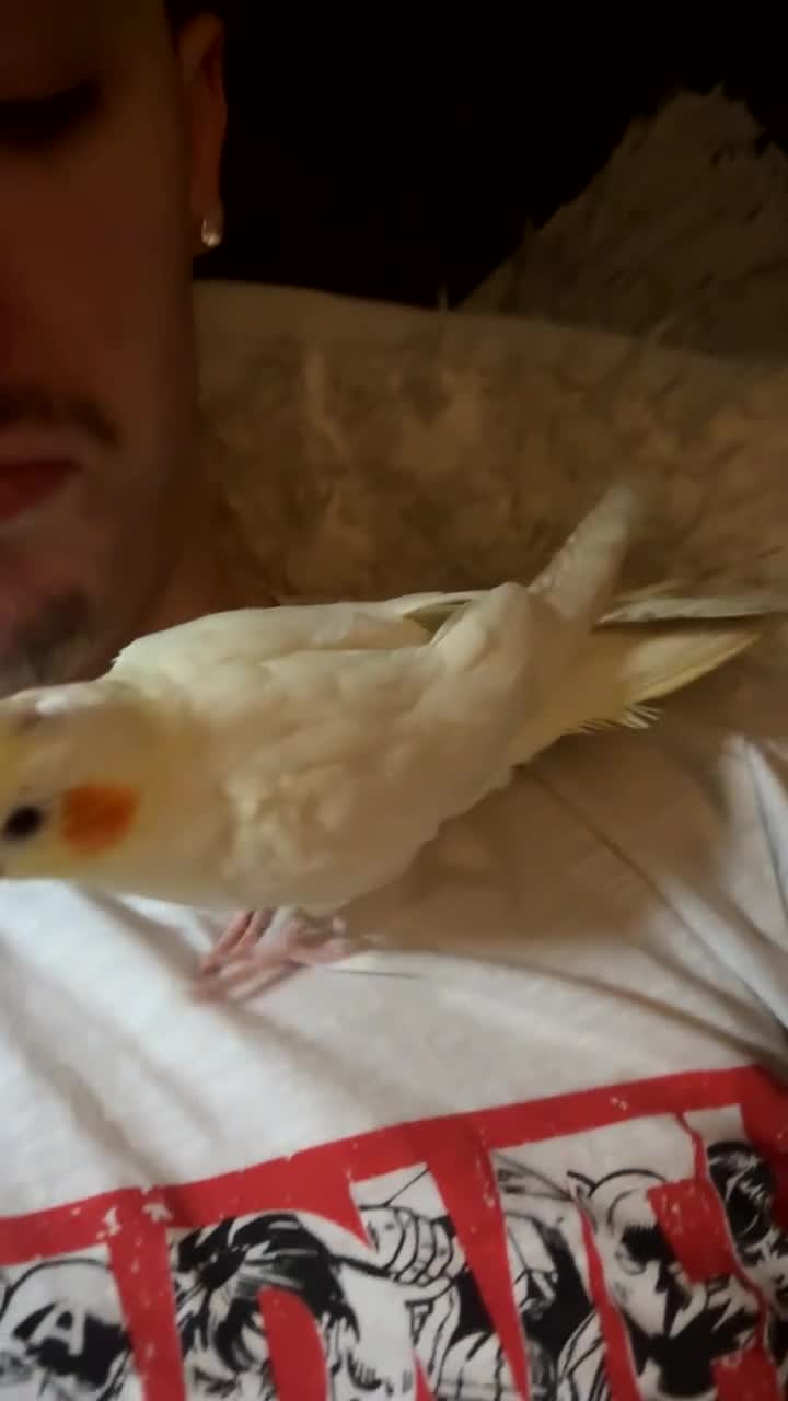 Cockatiels birds for sale: My babies pika and tuk - Video 4