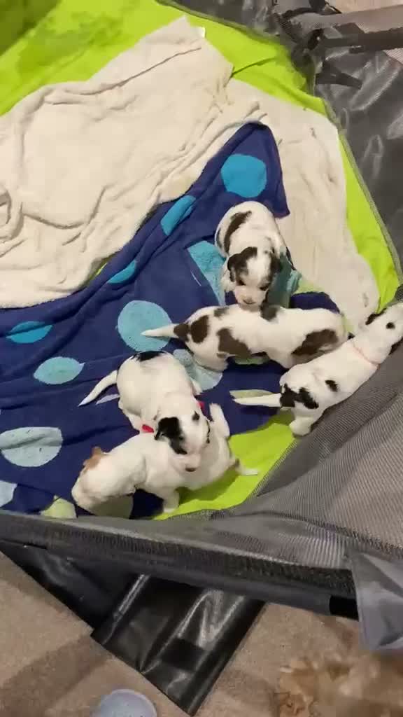 Cocker Spaniel dogs for sale: 1 lovable boy Kc registered show cocker spaniel  - Video 2