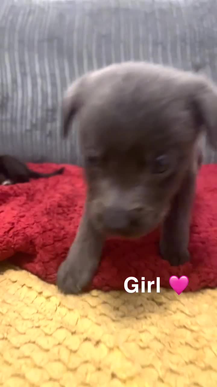 Mixed Breed dogs for sale: Beautiful mixed breed puppies - Video 4