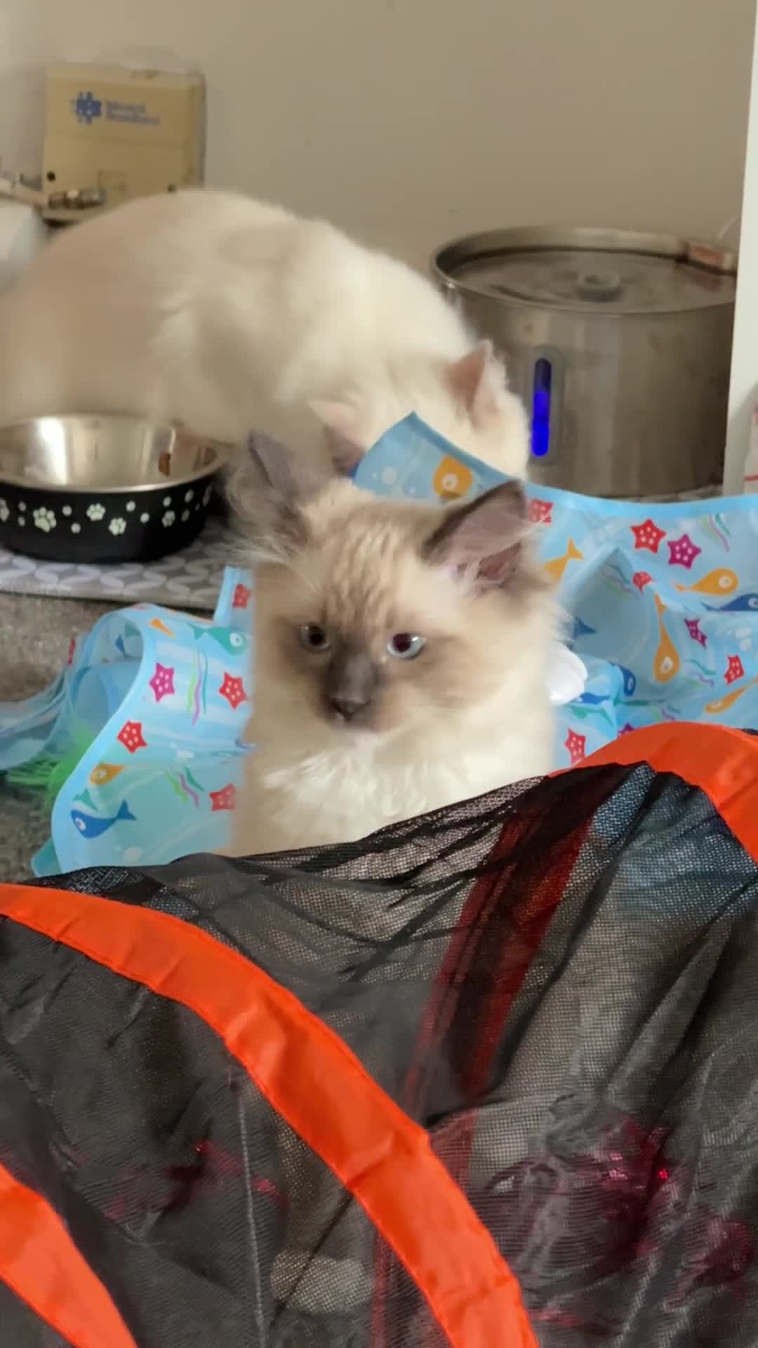 Ragdoll cats for sale: The most special gentle little boy  - Video 2