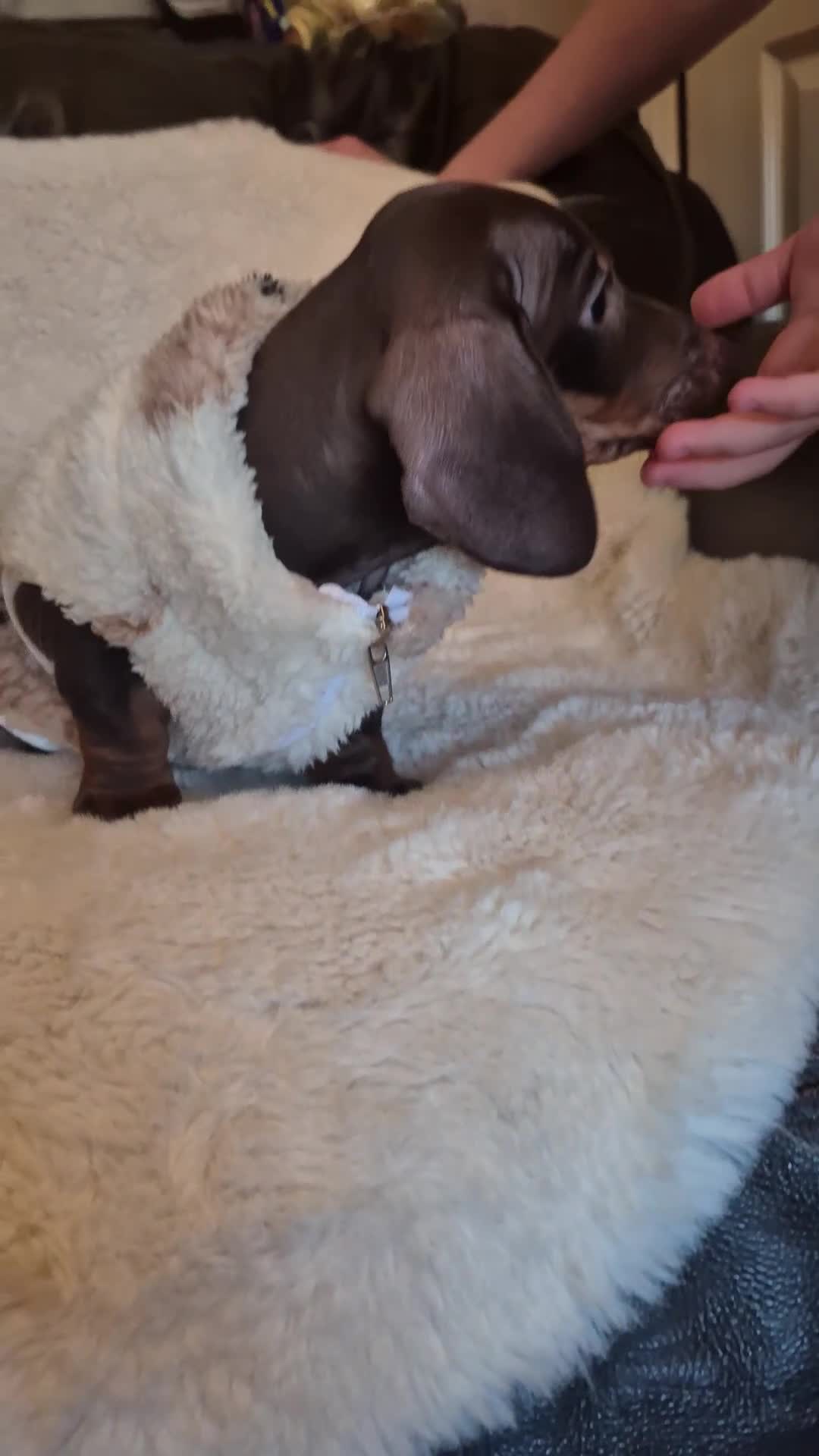 Miniature Dachshund dogs for sale: Ready soon Pedigree beautiful Mini Dachshund Girl  - Video 1