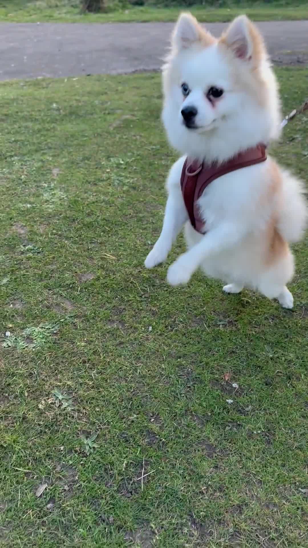 Pomeranian dogs for stud: PomeranianMale for Stud Healthy,Friendly&Ready Now - Video 3